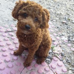 구로구/개봉동 갈색푸들 찾습니다.