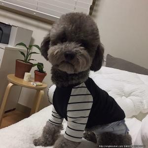 (대구)그레이푸들찾아요