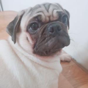 퍼그 남아 찾아요