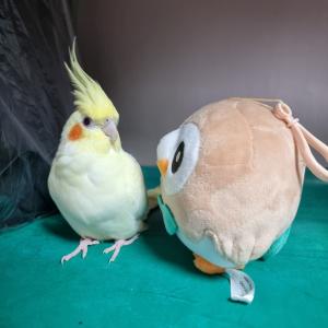 안산 왕관앵무새 찾아요..