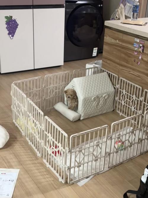 새끼 토이푸들 사정이생겨 입양합니다