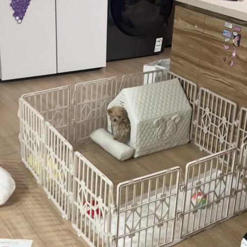 새끼 토이푸들 사정이생겨 입양합니다