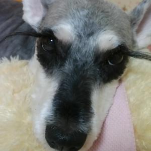 슈나우저 암컷 10살 찾습니다.