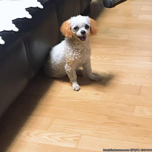 말티즈 푸들 (말티푸 예상), 금천구 시흥, 주황색 염색된 여아 보호 중