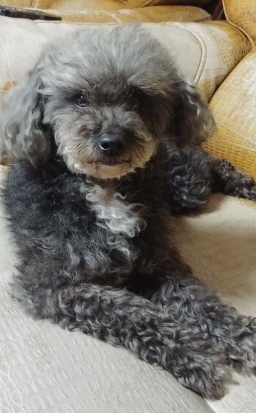 여아 검정색 (머리 회색)푸들 보호중