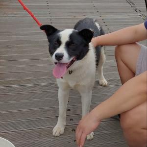 보더콜리 믹스 찾아요