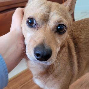 (서울-영등포) 석순이(수컷)를 찾습니다.