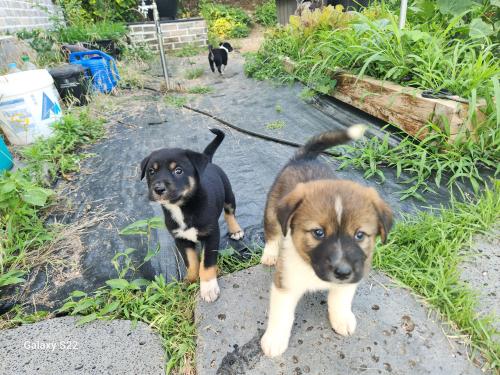 진돗개 믹스 강아지 분양합니다.