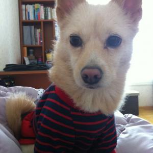 강아지를 찾습니다