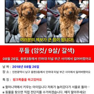 핑크목줄한 갈색푸들 여아 찾아요