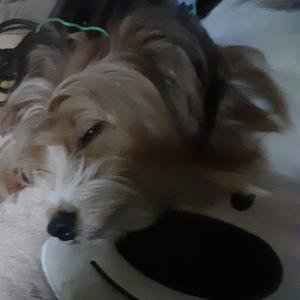 강아지를 찾습니다