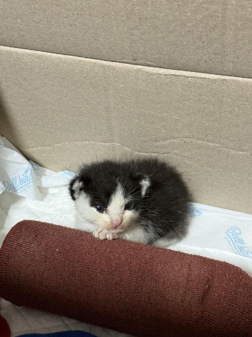 [의정부] 코숏 임보중 분양