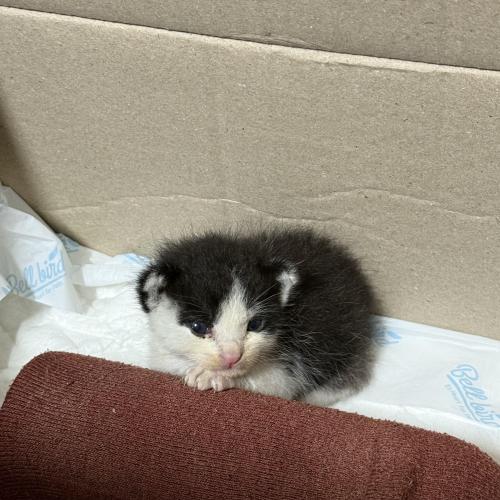 [의정부] 코숏 임보중 분양