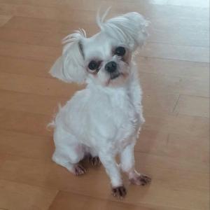 서울 중랑구) 말티즈여아 찾고있습니다.