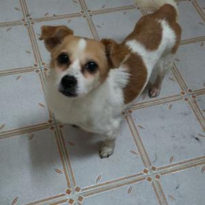 [2016-07-27] 서울시 관악구 신림6동 - 13세 믹스견(점박이) 암컷 이름:포미 를 찾습니다.