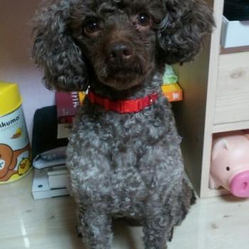고동색수컷푸들 찾아요