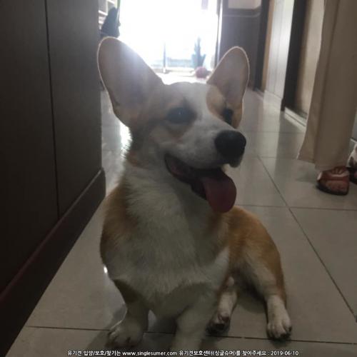 여수에서 웰시코기 보호중입니다.