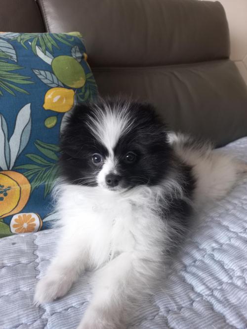 유기견보호중.포메라니안