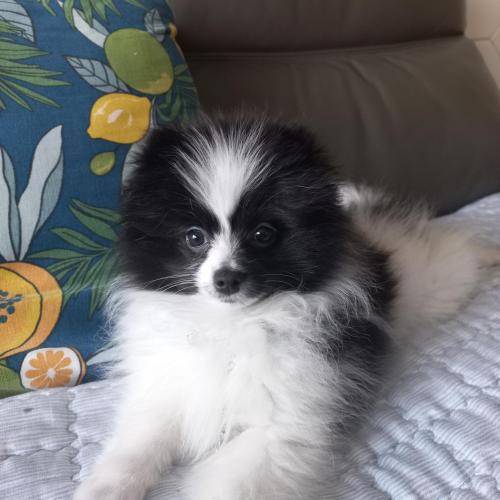 유기견보호중.포메라니안