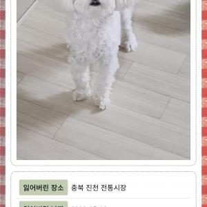 말티즈 진천 남아 꼭부탁드립니다