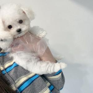 귀염둥이 비숑 왕자님 분양합니다!