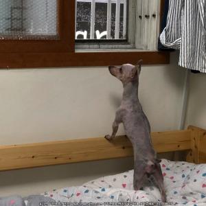 강화에서 요크셔테리어 잃어버렸어요