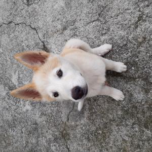 제주도 구좌읍 한동리 서동 누런색 3개월 강아지 찾아요