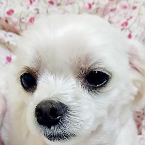 흰색 말티즈를 찾습니다