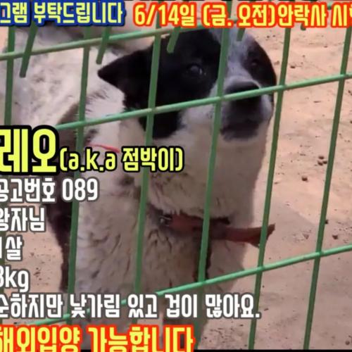 안락사 벗어난 아이