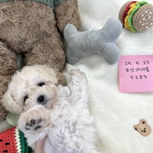 [10만원분양중] 2개월 푸숑 가족을 찾아요 ❤