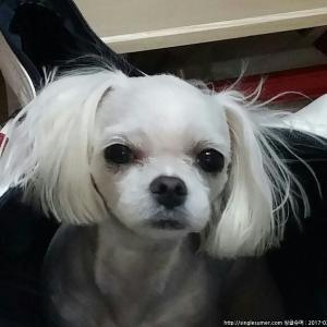 쌍문동에서 사라진 흰색 말티즈를 찾습니다