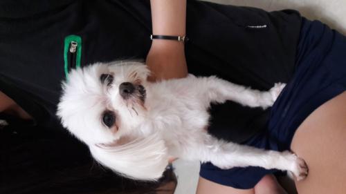 말티즈 주인 찾아요 !