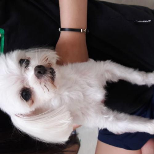 말티즈 주인 찾아요 !