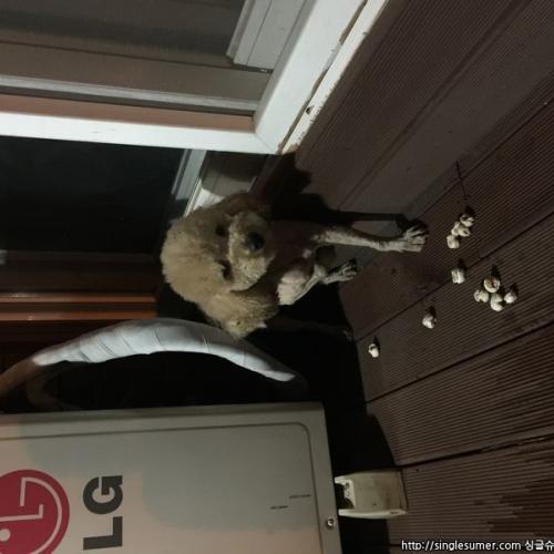 강북구 인수동(수유동)푸들 보호중입니다.