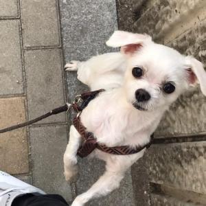 칸이를 찾습니다