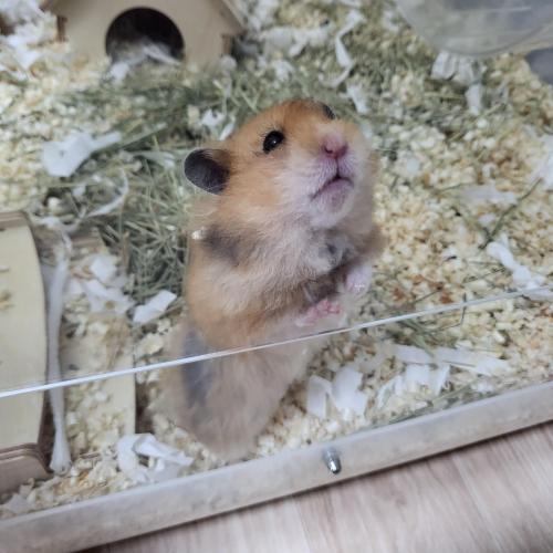 페디그리 장모렉스 세피아