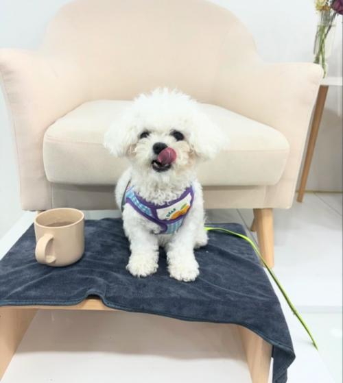 1년된 미니비숑 무료분양합니다.