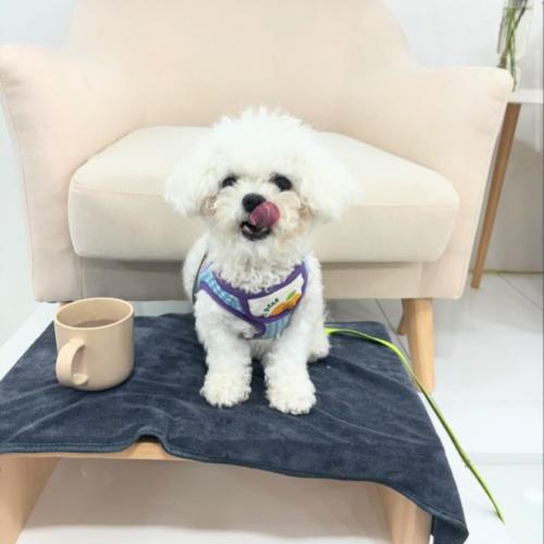 1년된 미니비숑 무료분양합니다.