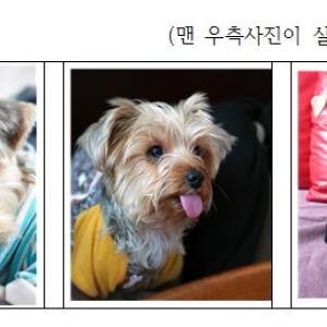 요크셔 테리어를 찾습니다(난지한강공원에서 실종)