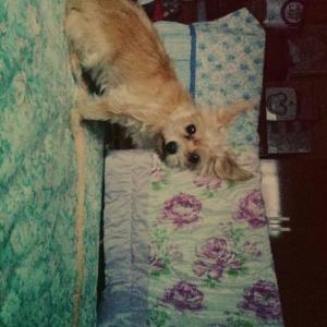 10살된 요크셔테리어 여아 찾습니다