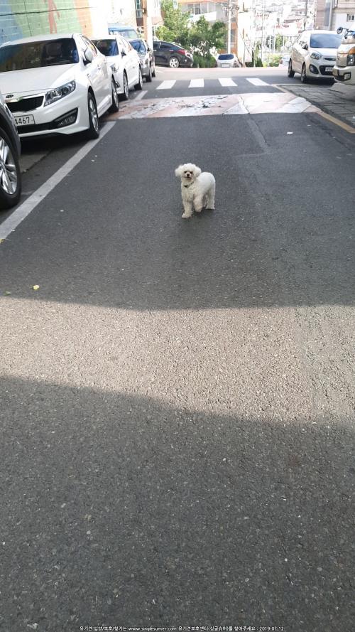 대구 서구 비산동 흰색푸들 주인 찾습니다.