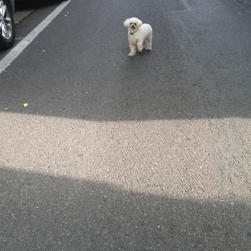대구 서구 비산동 흰색푸들 주인 찾습니다.