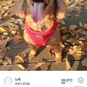 부천시에서 실종된 푸들 찾습니다.