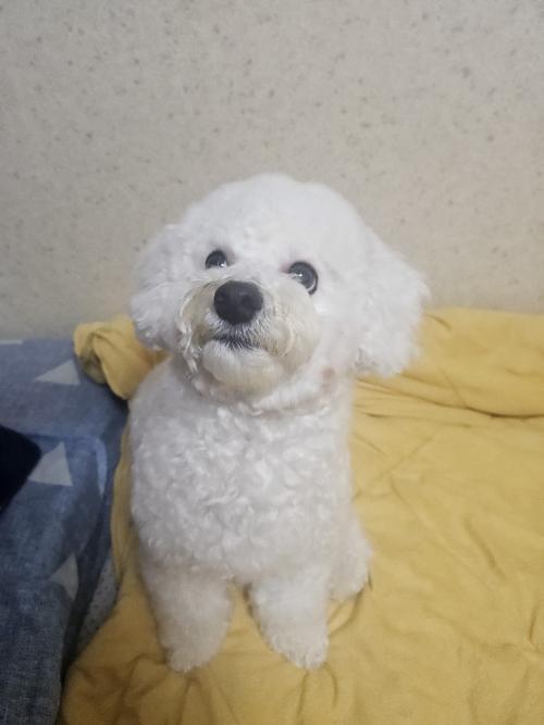 비숑프리제 16개월 남아 잘 키워주실분....