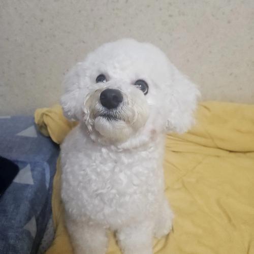 비숑프리제 16개월 남아 잘 키워주실분....