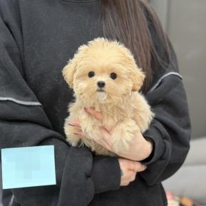 [20만원] 크림 말티푸분양해요