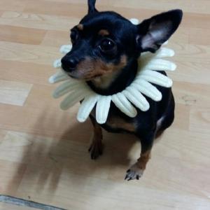 미닌핀찾아요