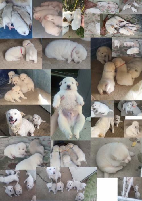 진도믹스 흰둥이 새끼들 무료분양합니다.