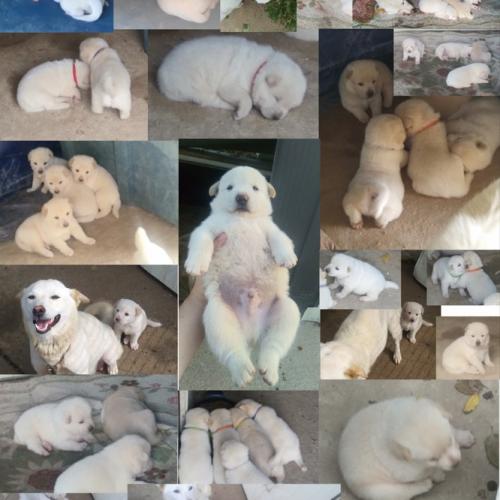 진도믹스 흰둥이 새끼들 무료분양합니다.