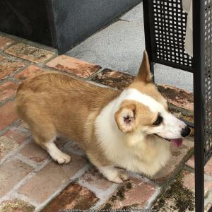 웰시코기 찾아요